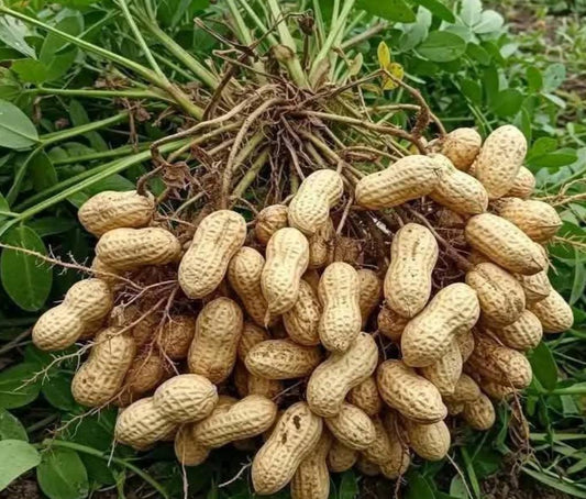 Peanuts ಪೌಷ್ಟಿಕ ಶೇಂಗಾ (Fresh & Nutritious Groundnuts)