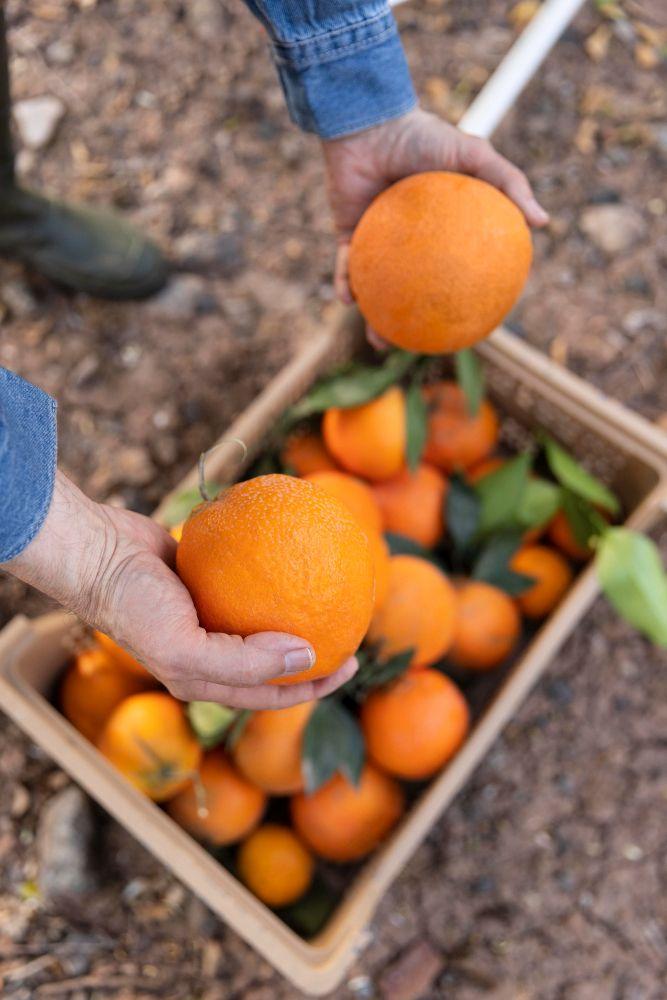 Fresh Orange (Premium Farm Fresh Oranges)