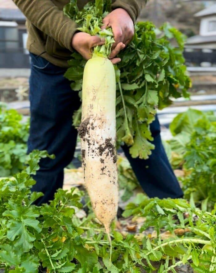 Fresh Radish (Premium Farm Fresh White Radish)