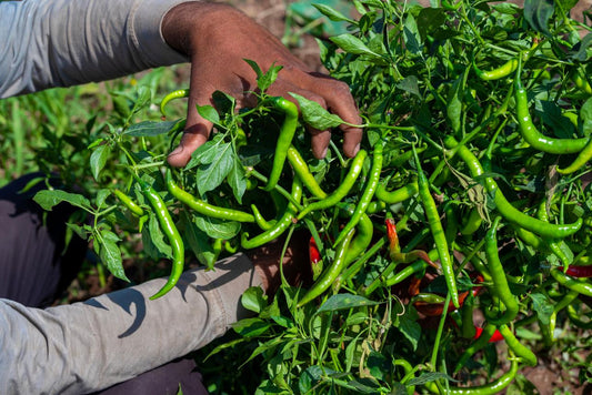 Premium Fresh Green Chilli | Farm Fresh, Spicy & Flavorful