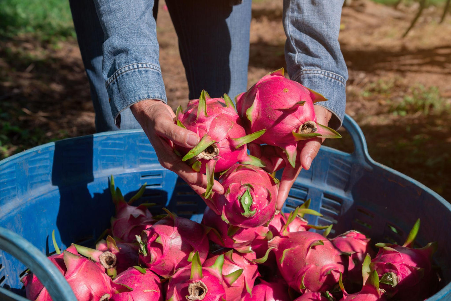 Fresh Dragon Fruit (Premium Farm Fresh Dragon Fruit)
