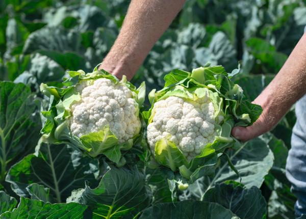 Fresh Cauliflower (Premium Farm Fresh Cauliflower)