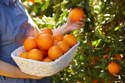Fresh Orange (Premium Farm Fresh Oranges)