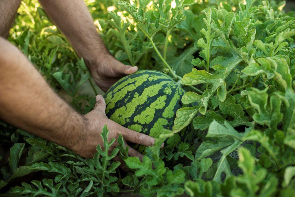 Fresh Watermelon (Premium Farm Fresh Watermelon)