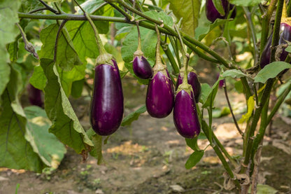 Fresh Brinjal (Premium Farm Fresh Eggplant)