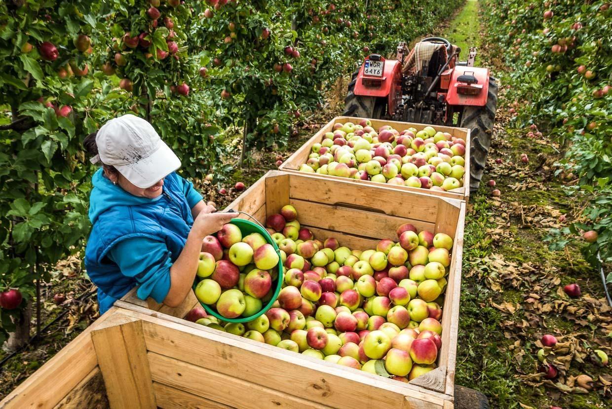 Fresh Apple (Premium Farm Fresh Red Apples)