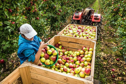 Fresh Apple (Premium Farm Fresh Red Apples)