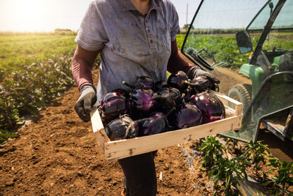 Fresh Brinjal (Premium Farm Fresh Eggplant)