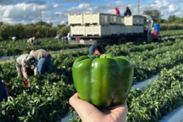Fresh Capsicum (Premium Farm Fresh Green Bell Pepper)