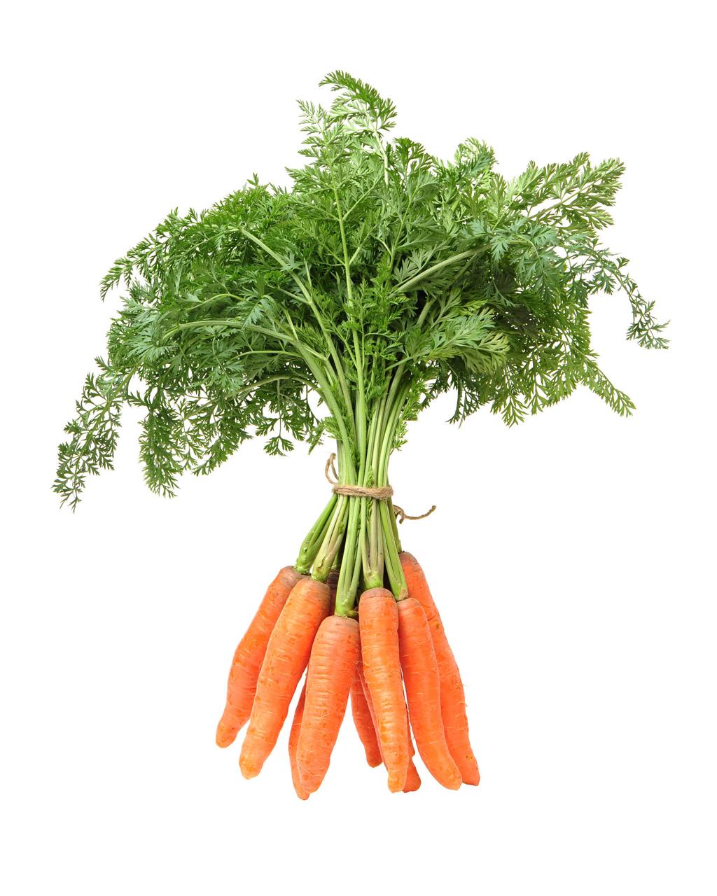 Fresh Carrot – Nutritious &amp; Naturally Sweet Root Vegetable