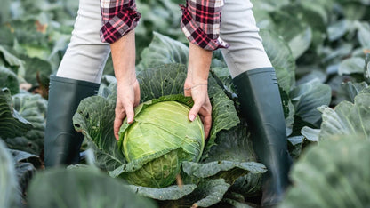 Fresh Cabbage (Premium Farm Fresh Green Cabbage)