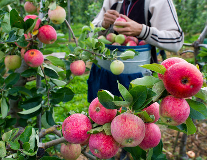 Fresh Apple (Premium Farm Fresh Red Apples)