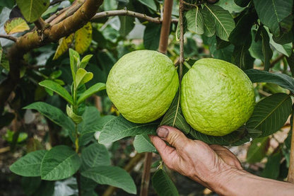 Fresh Guava (Premium Farm Fresh Guava)