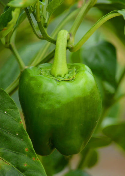 Fresh Capsicum (Premium Farm Fresh Green Bell Pepper)