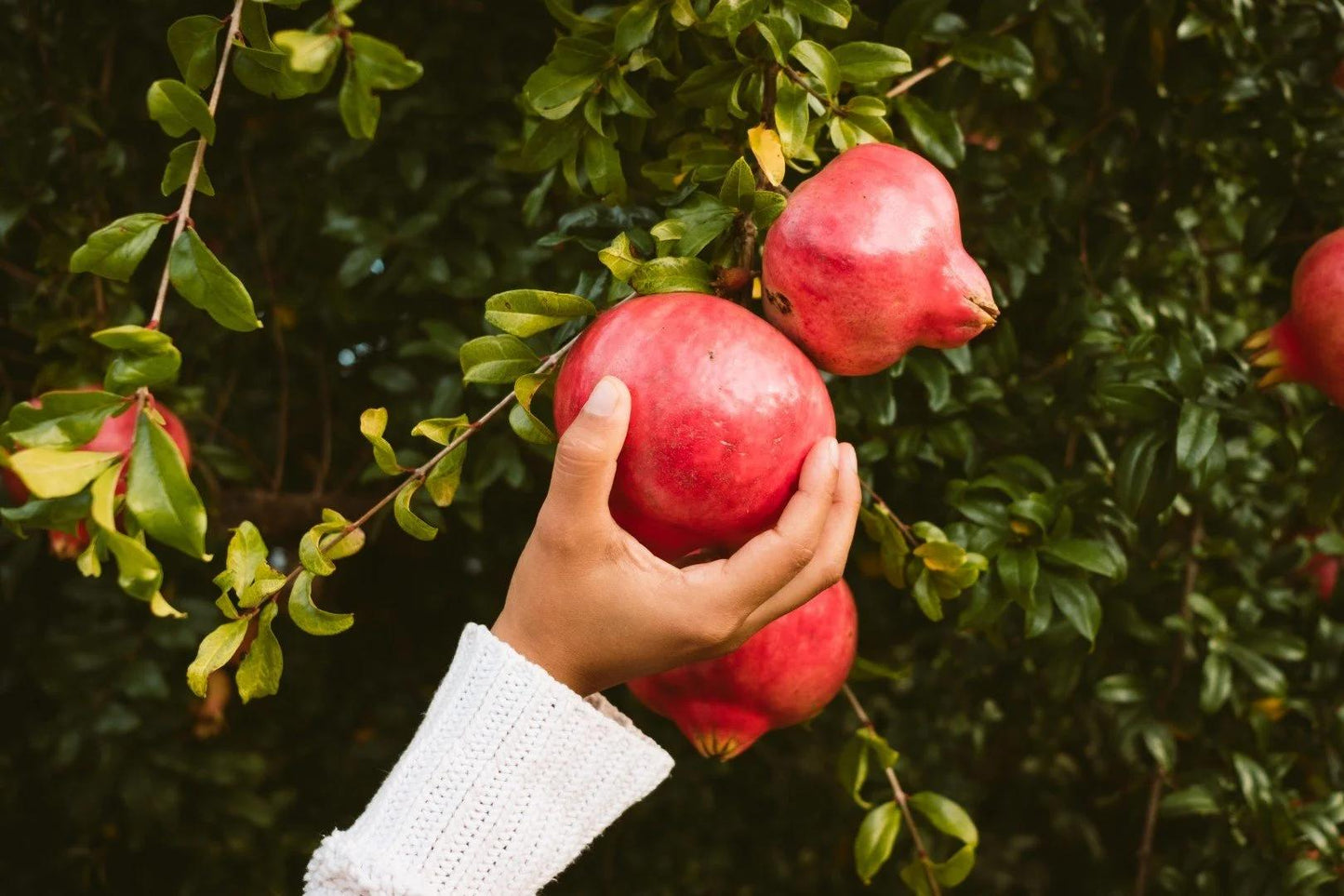Fresh Pomegranate (Premium Farm Fresh Pomegranate)