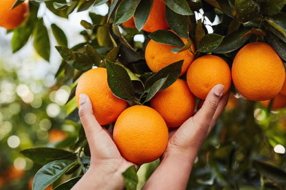 Fresh Orange (Premium Farm Fresh Oranges)