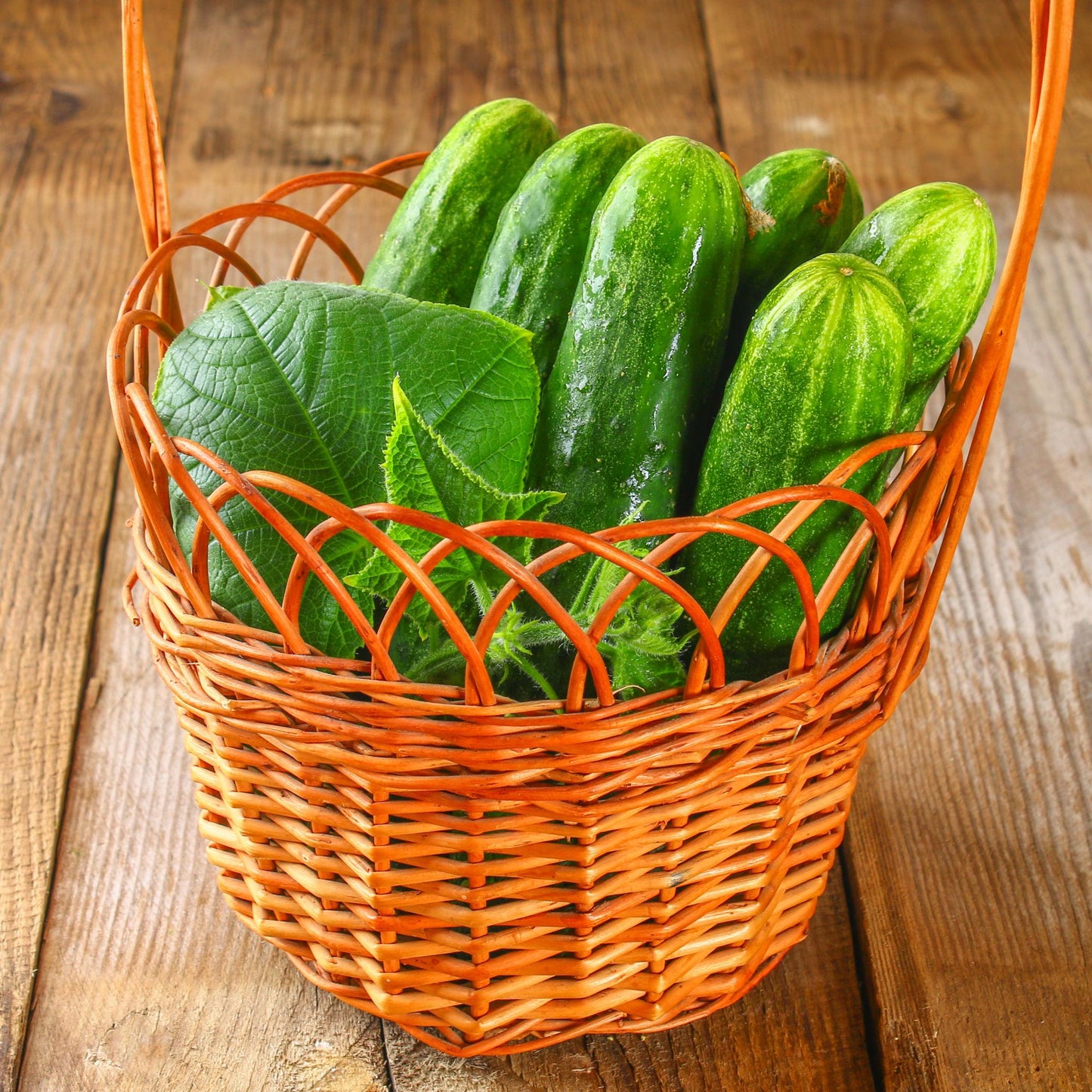 Fresh Cucumber (Premium Farm Fresh Cucumber)