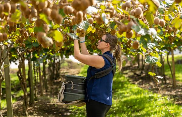 Fresh Kiwi (Premium Farm Fresh Kiwi Fruit)