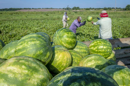 Fresh Watermelon (Premium Farm Fresh Watermelon)
