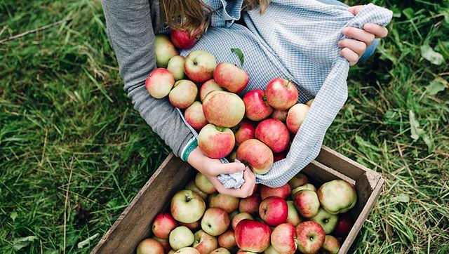 Fresh Apple (Premium Farm Fresh Red Apples)