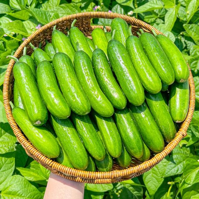 Fresh Cucumber (Premium Farm Fresh Cucumber)