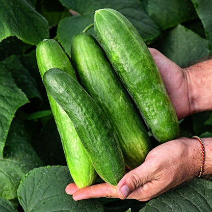 Fresh Cucumber (Premium Farm Fresh Cucumber)