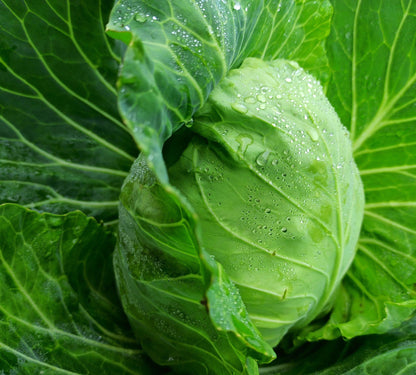 Fresh Cabbage (Premium Farm Fresh Green Cabbage)