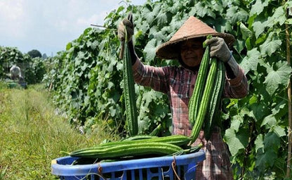 Fresh Ridge Gourd (Premium Farm Fresh Ridge Gourd)