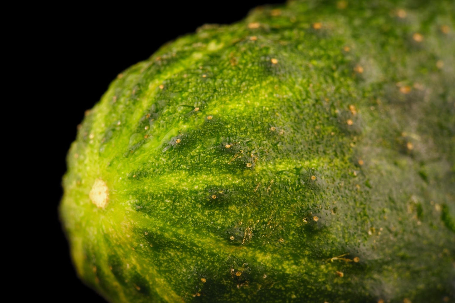 Fresh Cucumber (Premium Farm Fresh Cucumber)