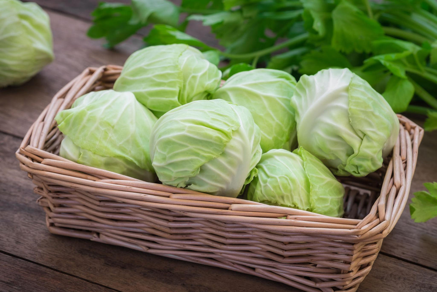 Fresh Cabbage (Premium Farm Fresh Green Cabbage)