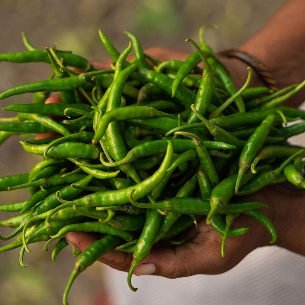 Premium Fresh Green Chilli | Farm Fresh, Spicy & Flavorful