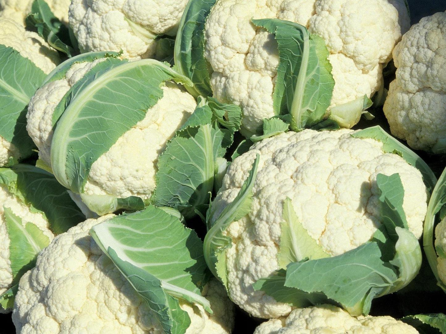 Fresh Cauliflower (Premium Farm Fresh Cauliflower)