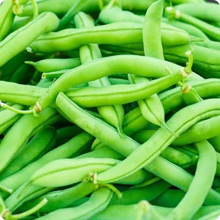 Fresh Green Beans (Premium Farm Fresh String Beans)