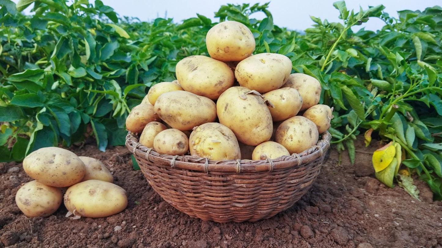 Fresh Potato (Premium Farm Fresh Potatoes)