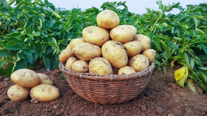 Fresh Potato (Premium Farm Fresh Potatoes)