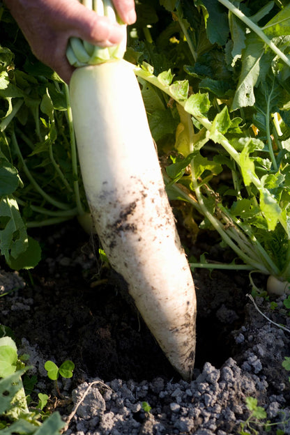 Fresh Radish (Premium Farm Fresh White Radish)