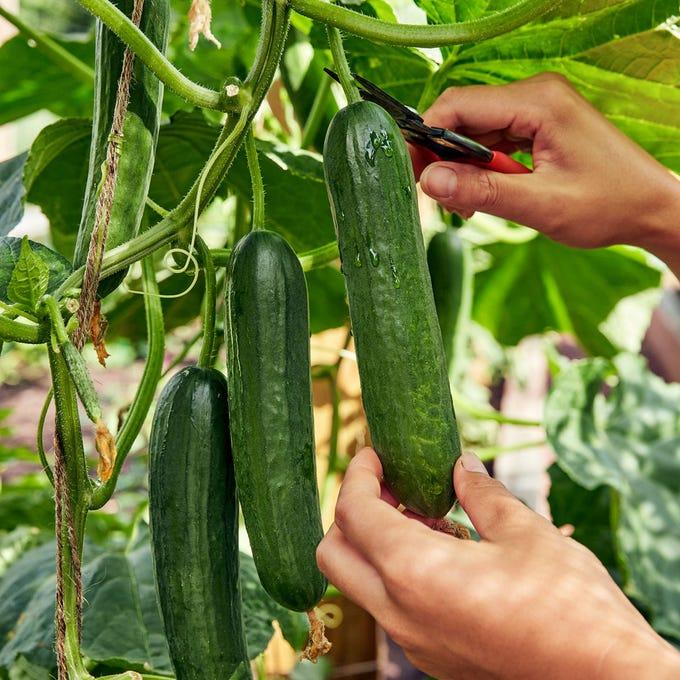 Fresh Cucumber (Premium Farm Fresh Cucumber)