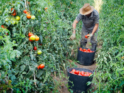 🍅 Premium Fresh Farm Tomatoes | Naturally Grown, Juicy & Rich in Flavor