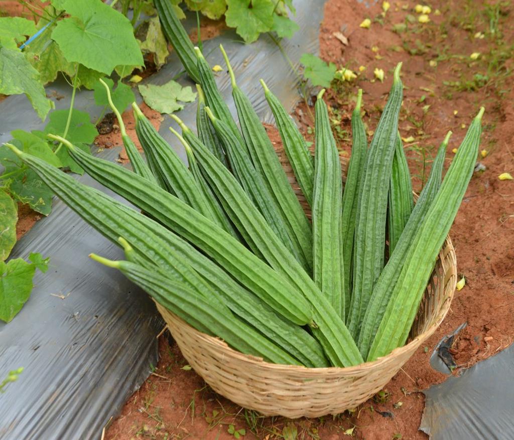 Fresh Ridge Gourd (Premium Farm Fresh Ridge Gourd)