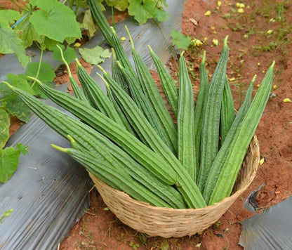 Fresh Ridge Gourd (Premium Farm Fresh Ridge Gourd)