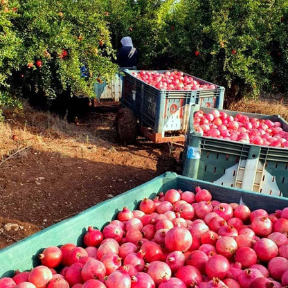 Fresh Pomegranate (Premium Farm Fresh Pomegranate)