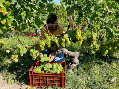 Fresh Green Grapes (Premium Farm Fresh Grapes)