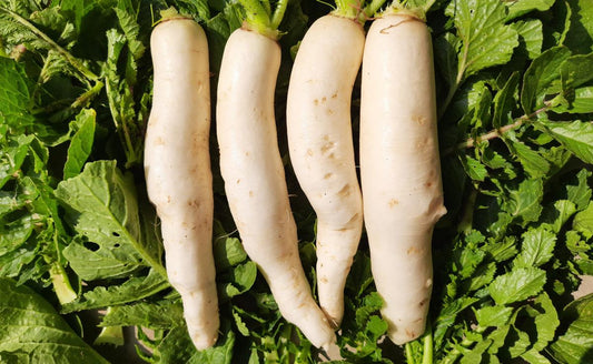Fresh Radish (Premium Farm Fresh White Radish)