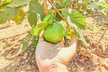 Fresh Guava (Premium Farm Fresh Guava)