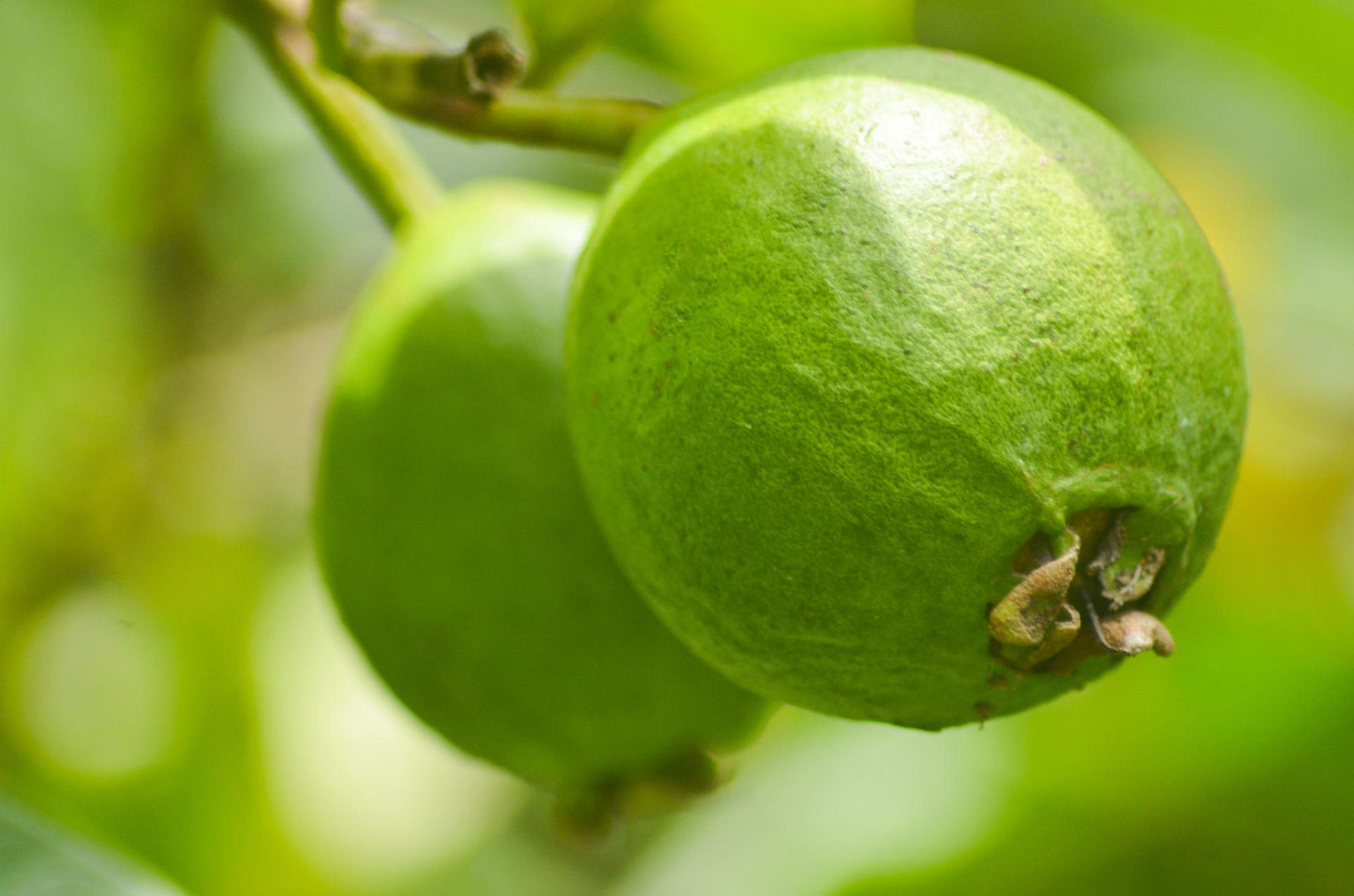 Fresh Guava (Premium Farm Fresh Guava)