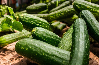 Fresh Cucumber (Premium Farm Fresh Cucumber)